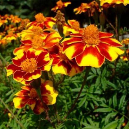 Tagetes Patula Seeds