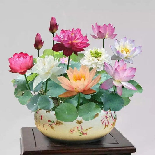 The Sacred Bonsai Lotus Blossom Flowers Seeds