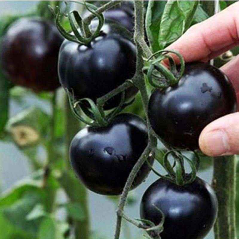 Tomato Seeds