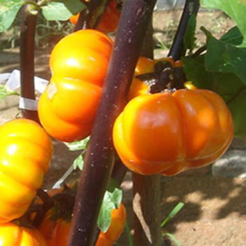 Tomato Seeds