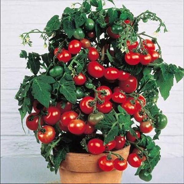 Tomato Garden Seeds