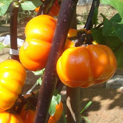 Tomato Garden Seeds