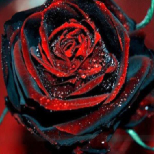 Red Black Rose Seeds