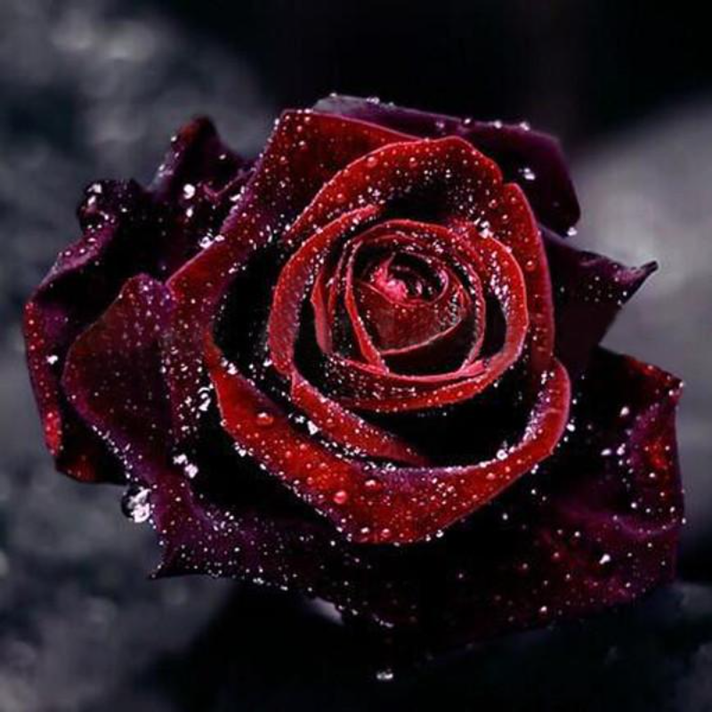 Red Black Rose Seeds