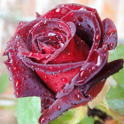 Red Black Rose Seeds