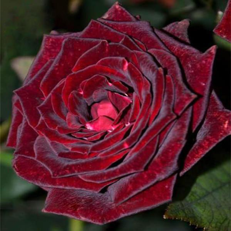 Red Black Rose Seeds