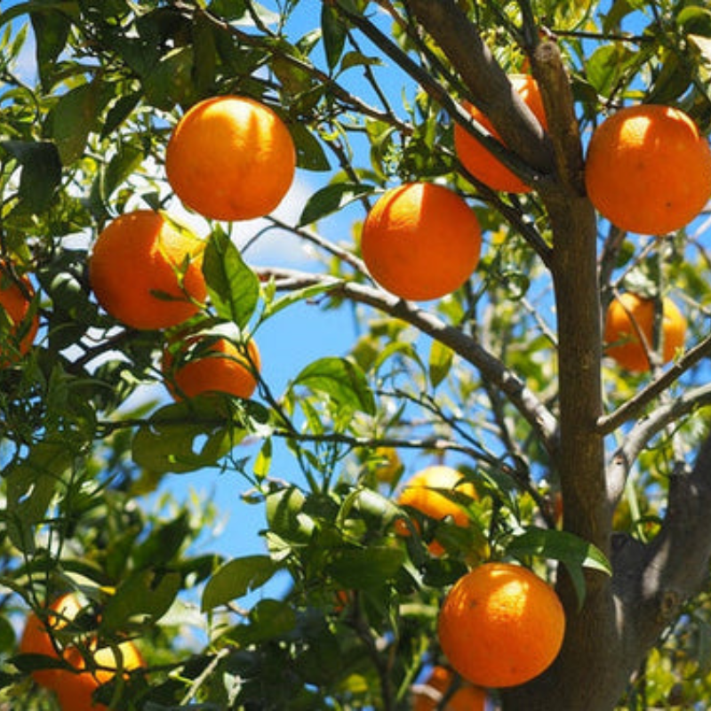 Tangerine Mandarin Tree Seeds