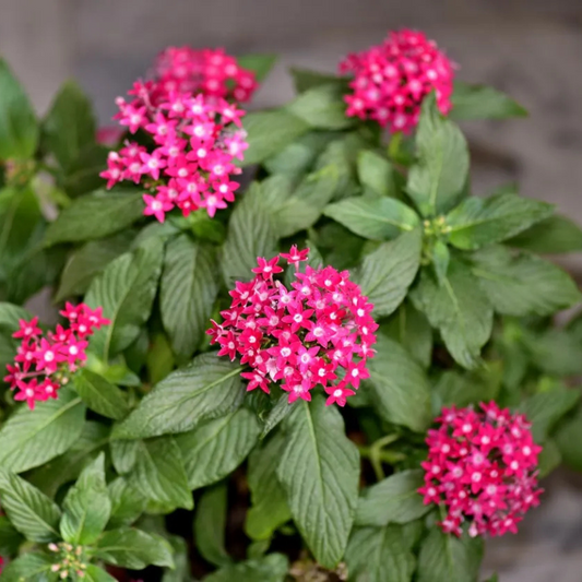 Pentas Bonsai Flower Seeds For Indoor Herb Gardens