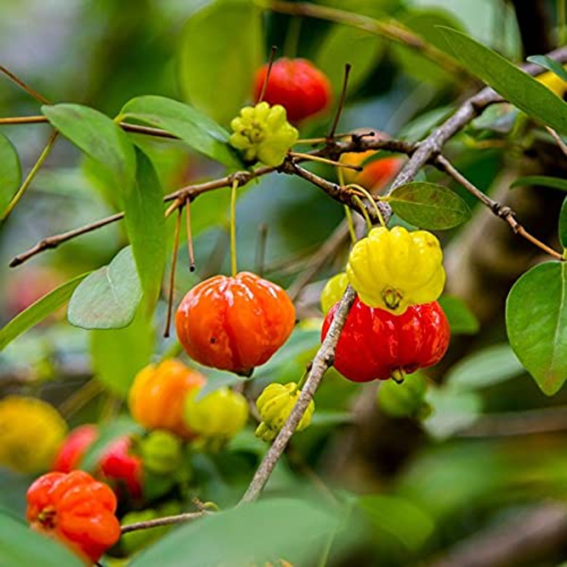 Mixed Color Ornamental Pepper Seeds