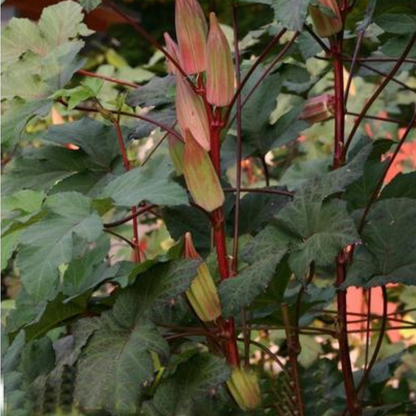 Rare Red and Green Okra Seeds