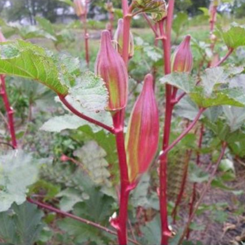 Rare Red and Green Okra Seeds