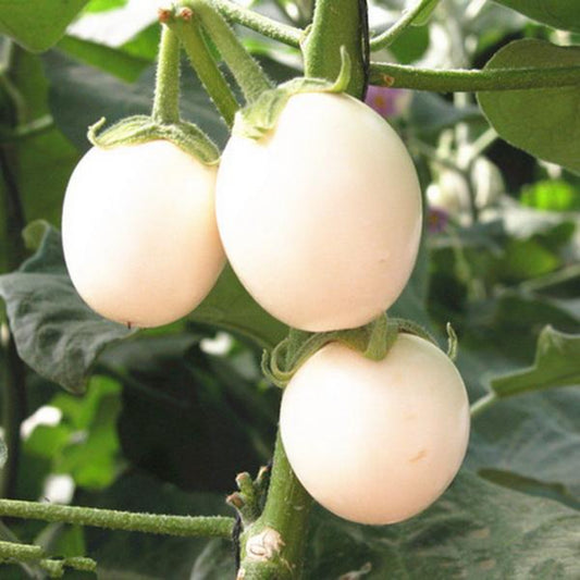 White Eggplant Seeds