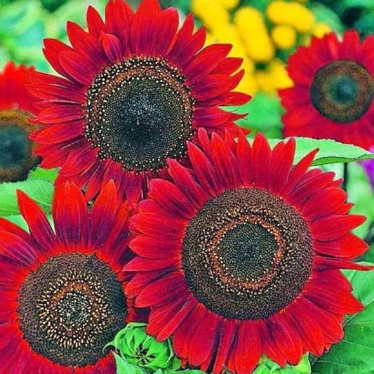 Velvet Queen Sunflower Seeds