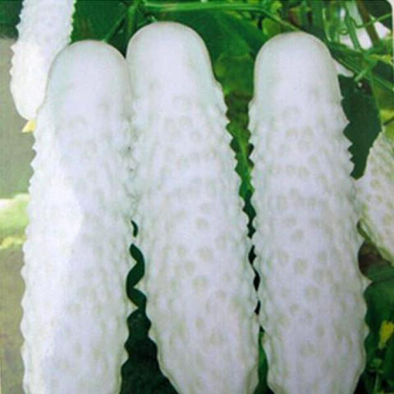 White Cucumber Seeds