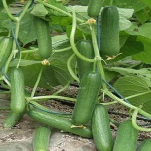 Thornless Mini Cucumber Seeds