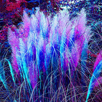 Rainbow Pampas Grass Seeds