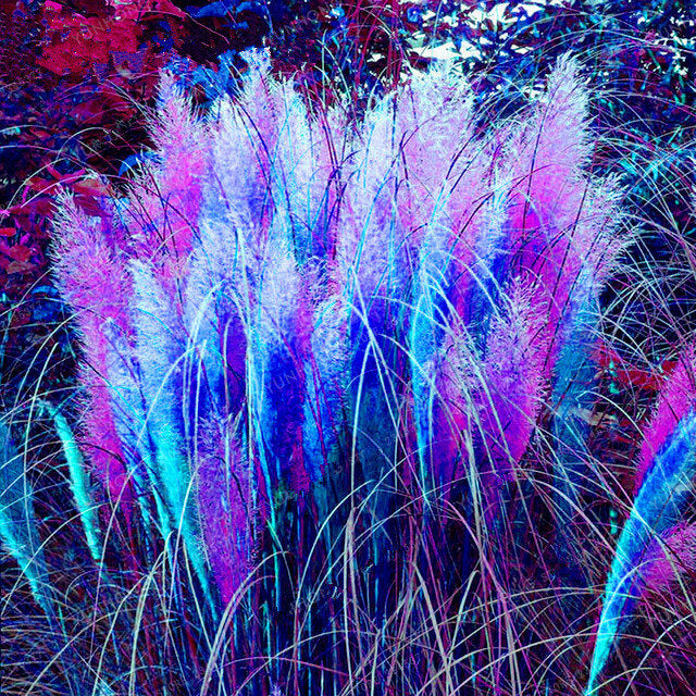 Rainbow Pampas Grass Seeds