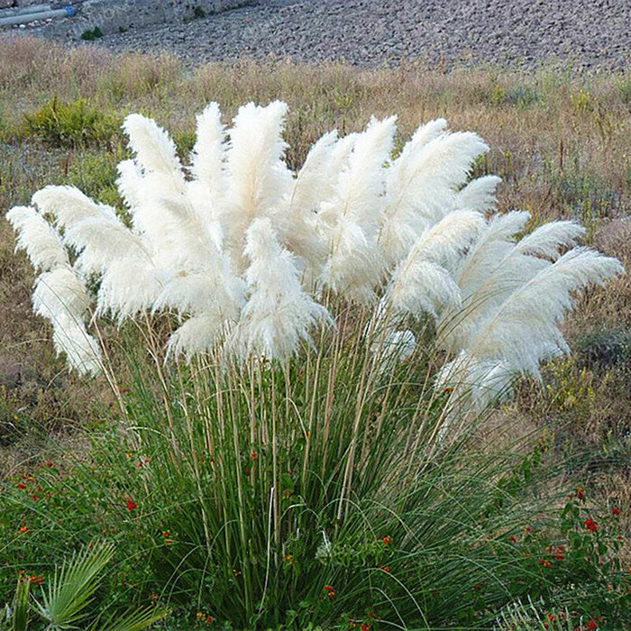 Rainbow Pampas Grass Seeds