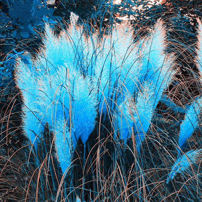 Rainbow Pampas Grass Seeds