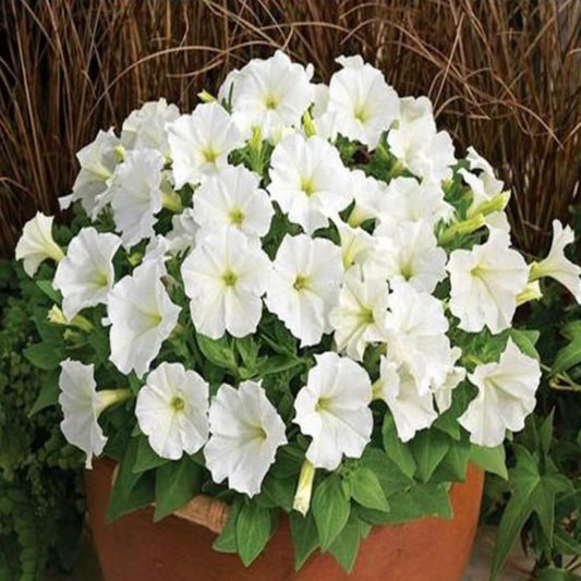 White Scarce Rare Phantom Petunia Flower Seeds