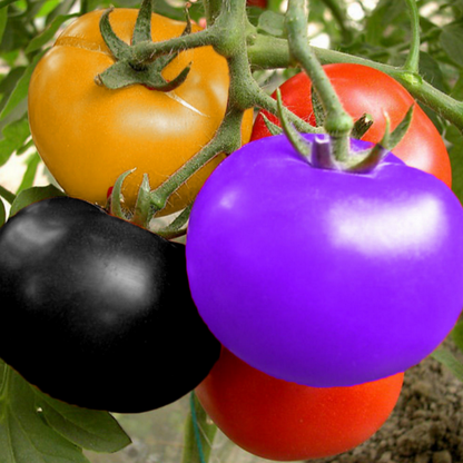 Rainbow Tomato Seeds