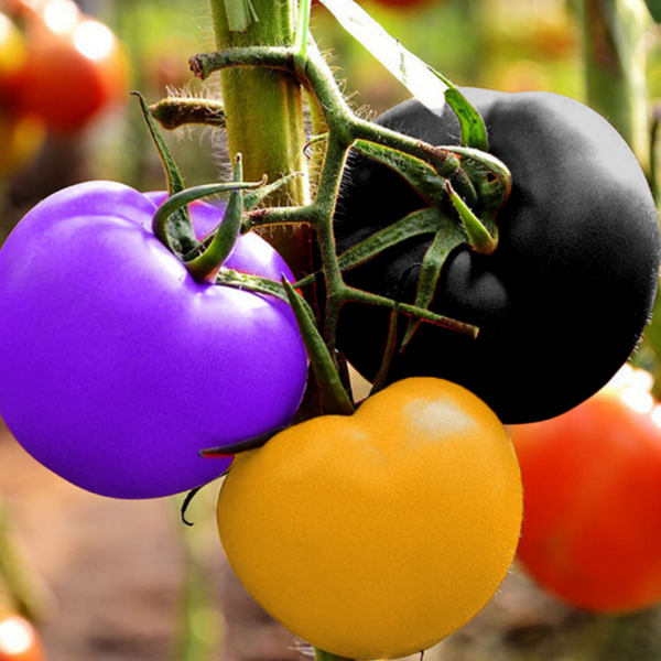 Rainbow Tomato Seeds