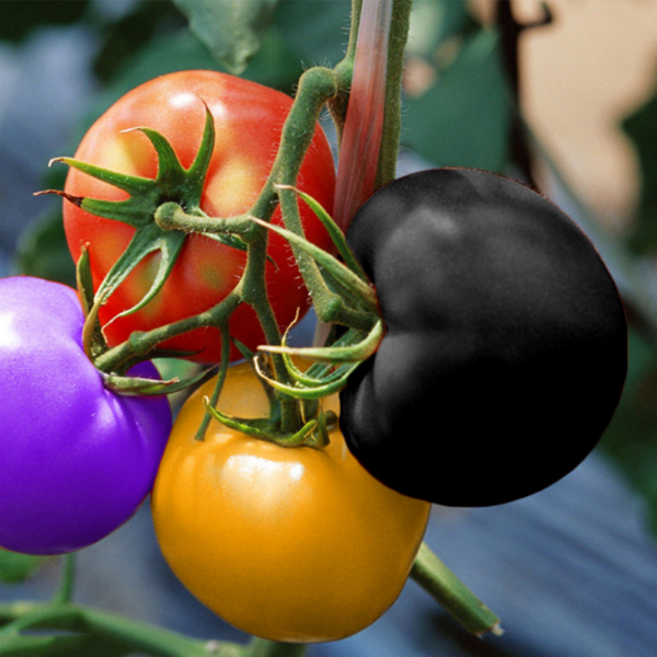 Rainbow Tomato Seeds