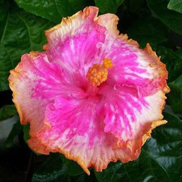 Giant Ombre Hibiscus Coral Flower Seeds