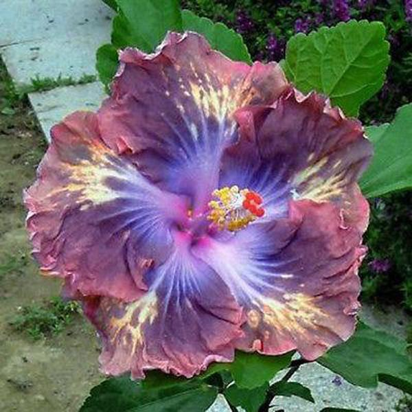 Giant Ombre Hibiscus Coral Flower Seeds