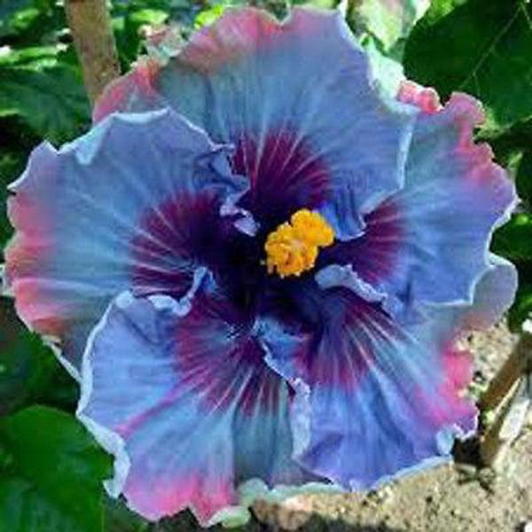 Giant Ombre Hibiscus Coral Flower Seeds