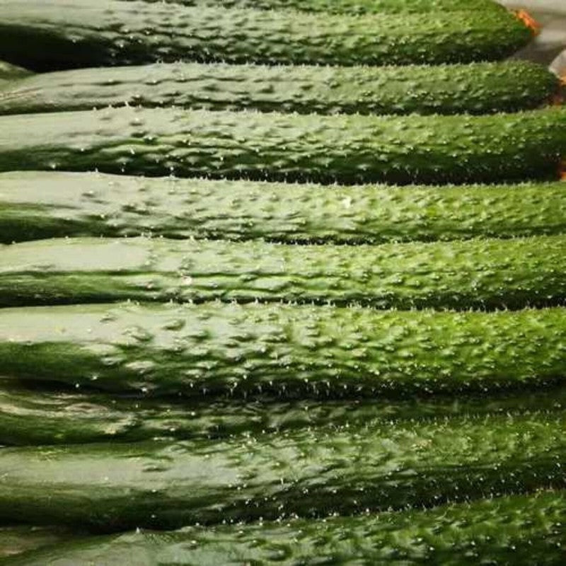 Green Thin Thorny Cucumber Seeds