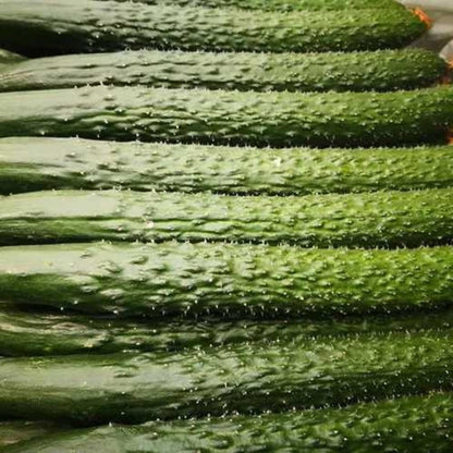 Green Thin Thorny Cucumber Seeds