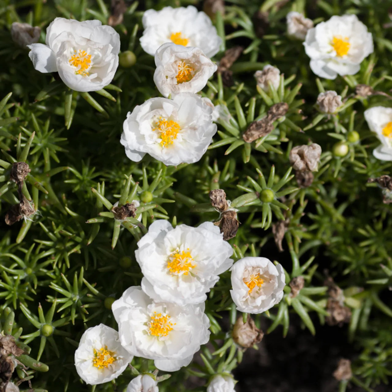 Mixed Color Moss Rose Purslane Double Flower Seeds