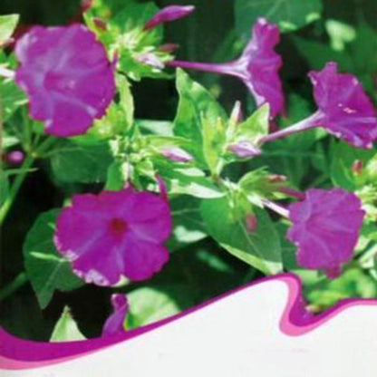 Purple Jasmine Four O clock Seeds