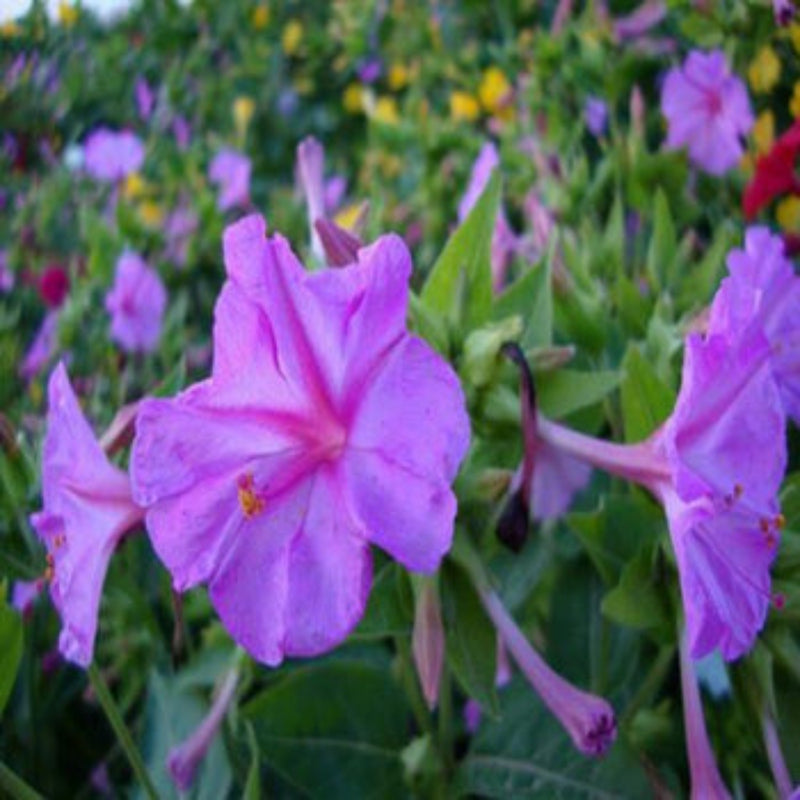 Purple Jasmine Four O clock Seeds