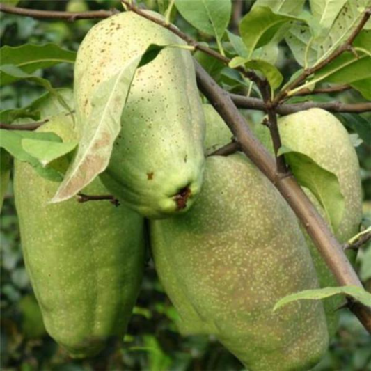 Distinctive Shape Papaya Seeds