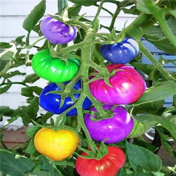Rainbow Tomato Seeds