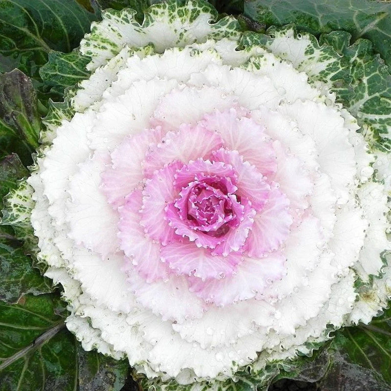 White Collard Vegetable Seeds