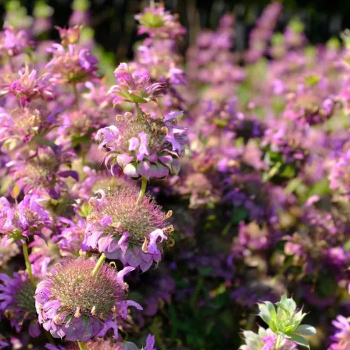 Lemon Mint Bee Balm Bergamot Seeds