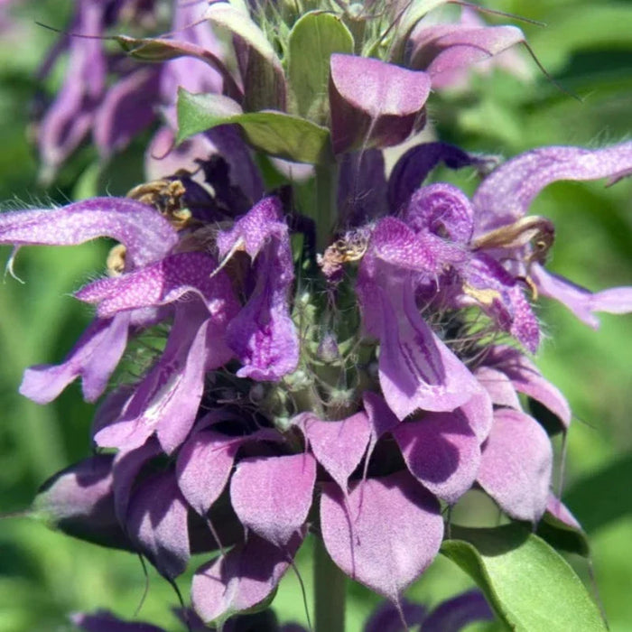 Lemon Mint Bee Balm Bergamot Seeds
