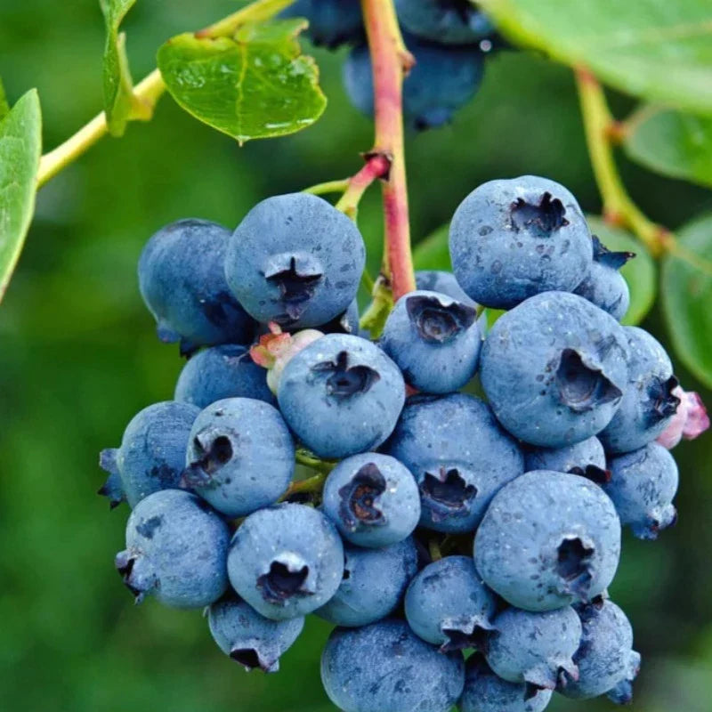 Blueberry Highbush Seeds Heirloom