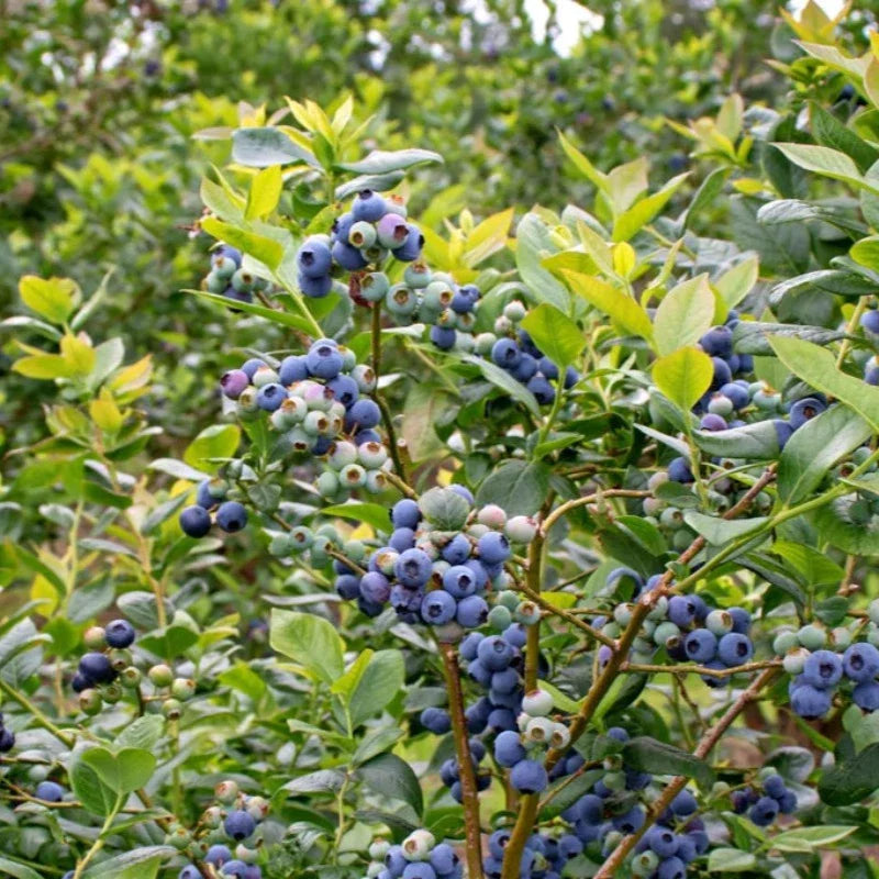 Blueberry Highbush Seeds Heirloom