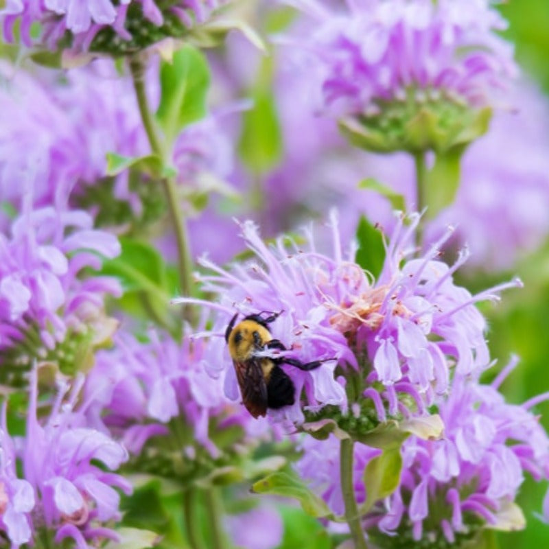 Wild Bergamot Heirloom Herb Seeds