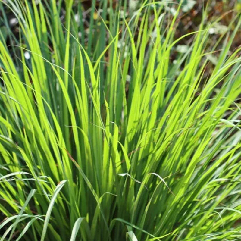 Lemongrass Herb Heirloom Seeds