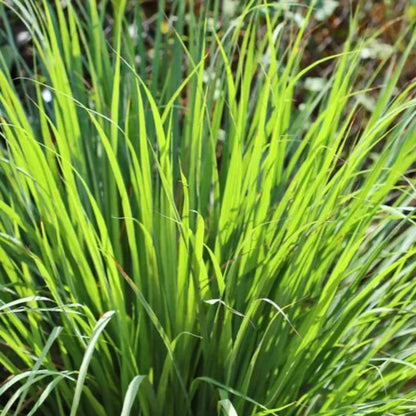 Lemongrass Herb Heirloom Seeds