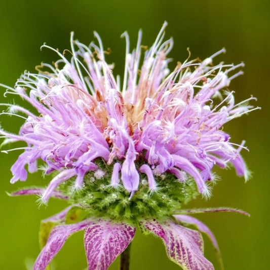 Wild Bergamot Heirloom Herb Seeds