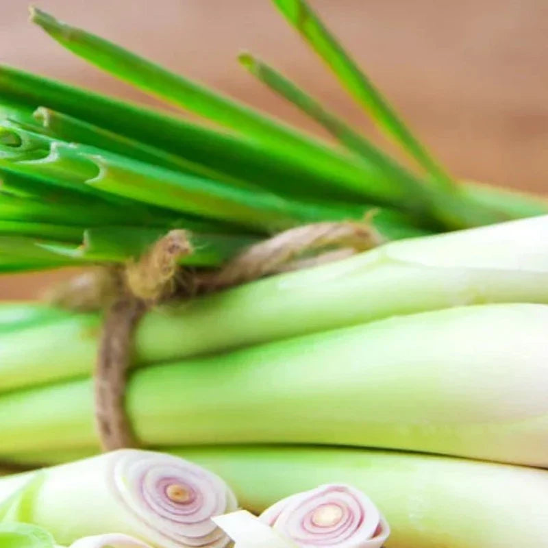 Lemongrass Herb Heirloom Seeds