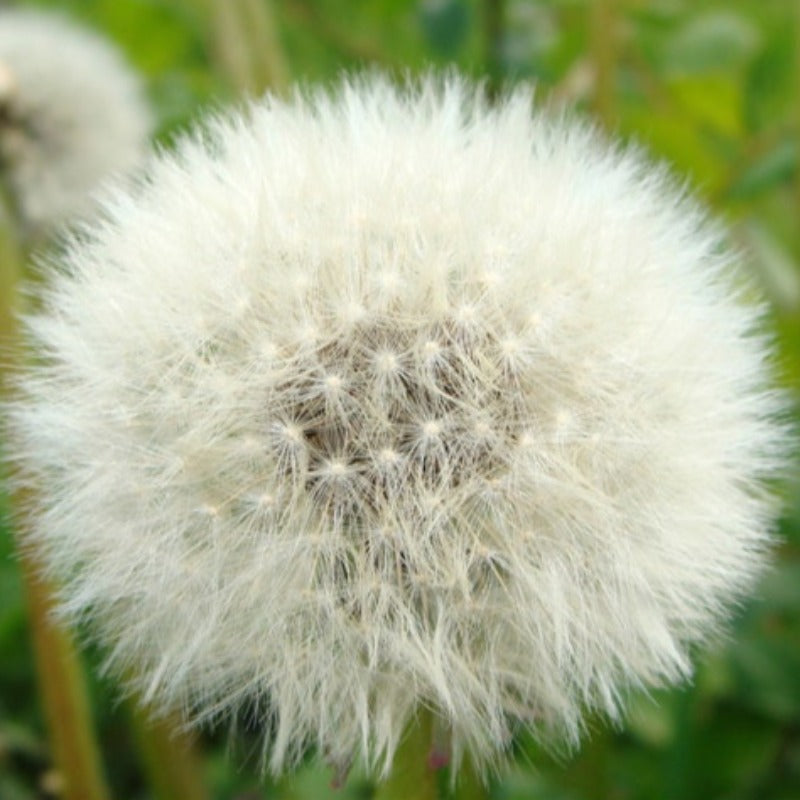 Heirloom Dandelion True Flower Seeds