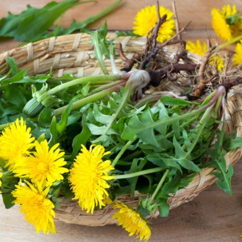 Heirloom Dandelion True Flower Seeds