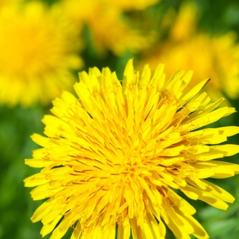 Heirloom Dandelion True Flower Seeds